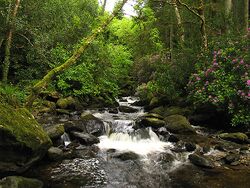 Flowering rhododendron bushes on one bank of a rocky stream surrounded by damp woodland habitat.