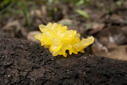 Tremella iduensis 01.jpg