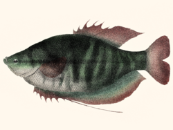 Trichopodus pectoralis illustration.png