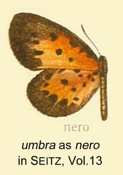 Umbra as nero inSeitzVol13.jpg