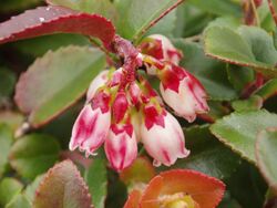 Vaccinium ovatum (3438582162).jpg