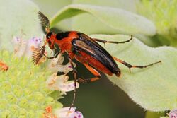 Wedge-shaped Beetle - Macrosiagon limbata, Meadowood Farm SRMA, Mason Neck, Virginia - 28213383212.jpg