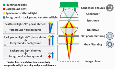 Working principle of phase contrast microscopy.gif