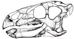 Zalmoxes skull.jpg