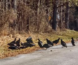 (Coragyps atratus) American black vulture wake at road kill