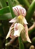 芳香石豆蘭 Bulbophyllum ambrosia -香港花展 Hong Kong Flower Show- (13215212454) (cropped).jpg