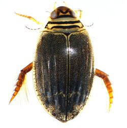 A. semisulcatus fem1.jpg