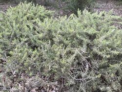 Acacia lanuginophylla.jpg