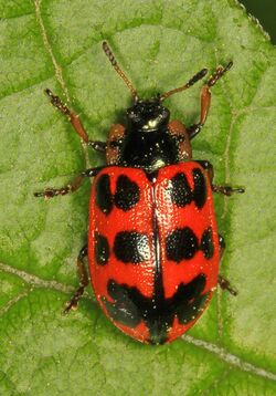 Alder Leaf Beetle - Chrysomela interrupta, Leesylvania State Park, Woodbridge, Virginia - 25616106286.jpg