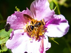 Andrena auricoma.jpg