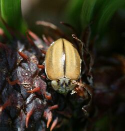 Aphidecta obliterata (Larch ladybird) - Flickr - S. Rae (8).jpg