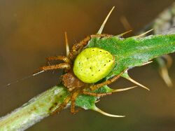 Araneidae - Araniella opisthographa.JPG