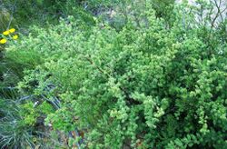 Asparagus rubicundus - Greyton - South Africa 4.JPG