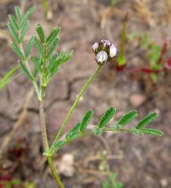 Astragalusdidymocarpus.jpg