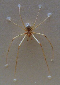 AustralianMuseum spider specimen 68.JPG