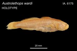 AustrolethWardiHolotype.jpg