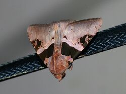 Avatha tepescens (Noctuidae Catocalinae).jpg