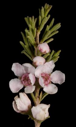 Babingtonia cherticola - Flickr - Kevin Thiele.jpg