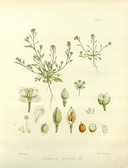 Ballantinia antipoda (drawing by Fitch).jpg