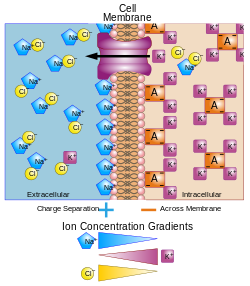Basis of Membrane Potential2-en.svg