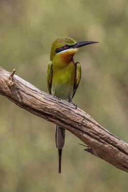 Blue-tailed bee-eater (Merops philippinus) Yala 2.jpg