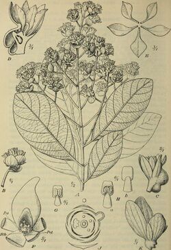 Botanische Jahrbücher für Systematik, Pflanzengeschichte und Pflanzengeographie (1912) (14740969256).jpg