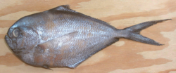 Brama japonica (Pacific pomfret), by Andrew Grygus, 2019.png