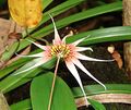 Bulbophyllum acuminatum (14177356178).jpg
