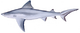 Bull shark (Duane Raver).png