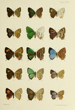 Butterflies from China, Japan, and Corea (PL. XXVII) BHL45490959.jpg