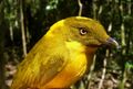 CSIRO ScienceImage 10960 Golden Bowerbird.jpg