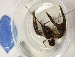 Cambarus chasmodactylus in a container.JPG