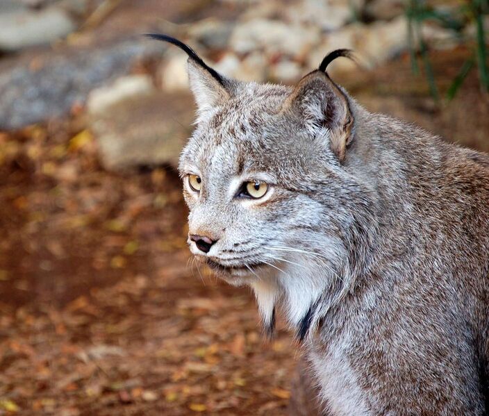 File:Canadian Lynx.jpg