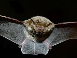 Cape Serotine Bat (Eptesicus capensis) (7027010897).jpg