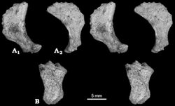 Six photos of three small pelvic bones