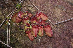 Cephalotus follicularis Hennern 2.jpg