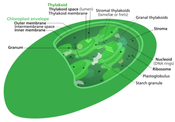 The internal structure of a chloroplast