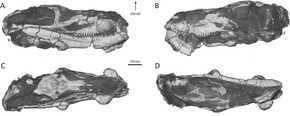 Choerosaurus skull.PNG