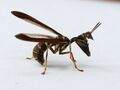 Climaciella brunnea - Wasp Mantidfly.jpg