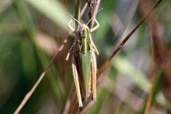 Common green grasshopper (Omocestus viridulus) dorsal.jpg