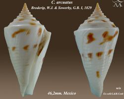 Conus arcuatus 2.jpg