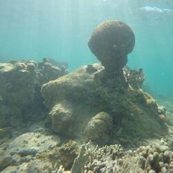 Corals 5.jpg