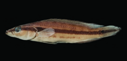 Crenicichla hemera preserved 1 (4647145).png