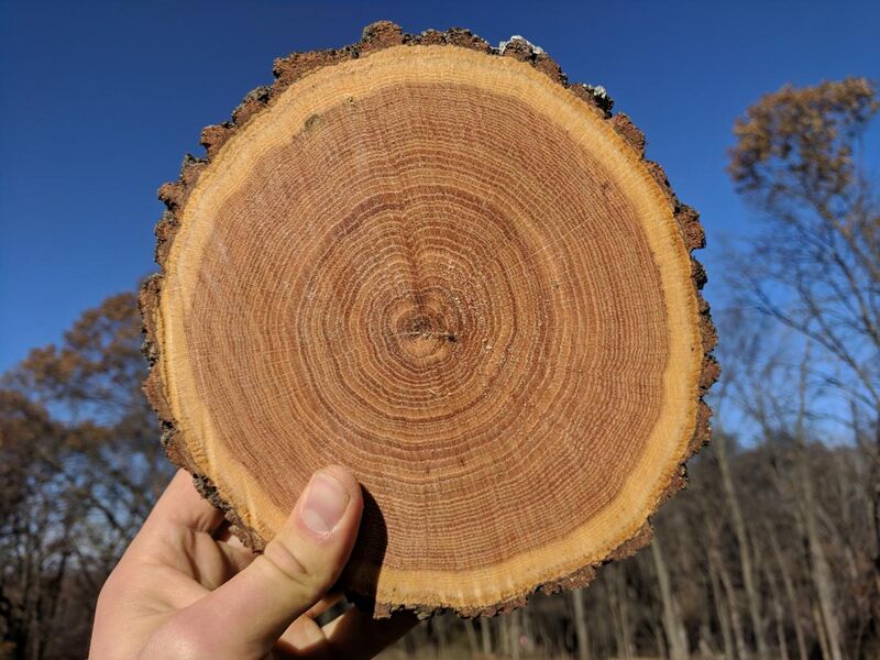 File:Cross-section of an Oak Log Showing Growth Rings.jpg