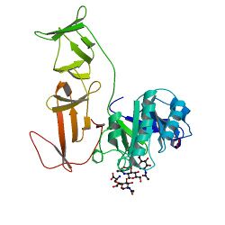 Crystal structure of the modular CPL-1 endolysin complexed with a peptidoglycan analogue.jpg