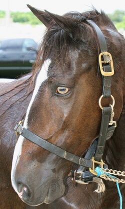 Cute-pasofino-mare-with-gold-eyes.jpg