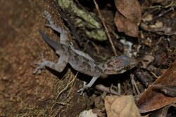 Cyrtodactylus annulatus (6206373273).jpg