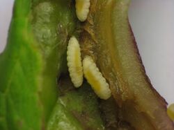 Dasineura tumidosae larvae closeup2.jpg
