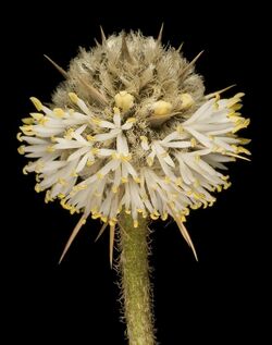 Dasypogon obliquifolius - Flickr - Kevin Thiele.jpg