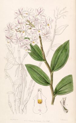 Dendrobium mutabile (as Dendrobium triadenium) - Edwards vol 33 (NS 10) pl 1 (1847).jpg
